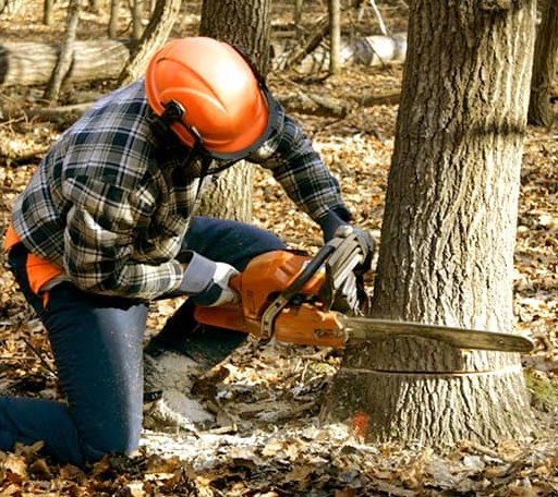 Tree Removal in Randall, KS